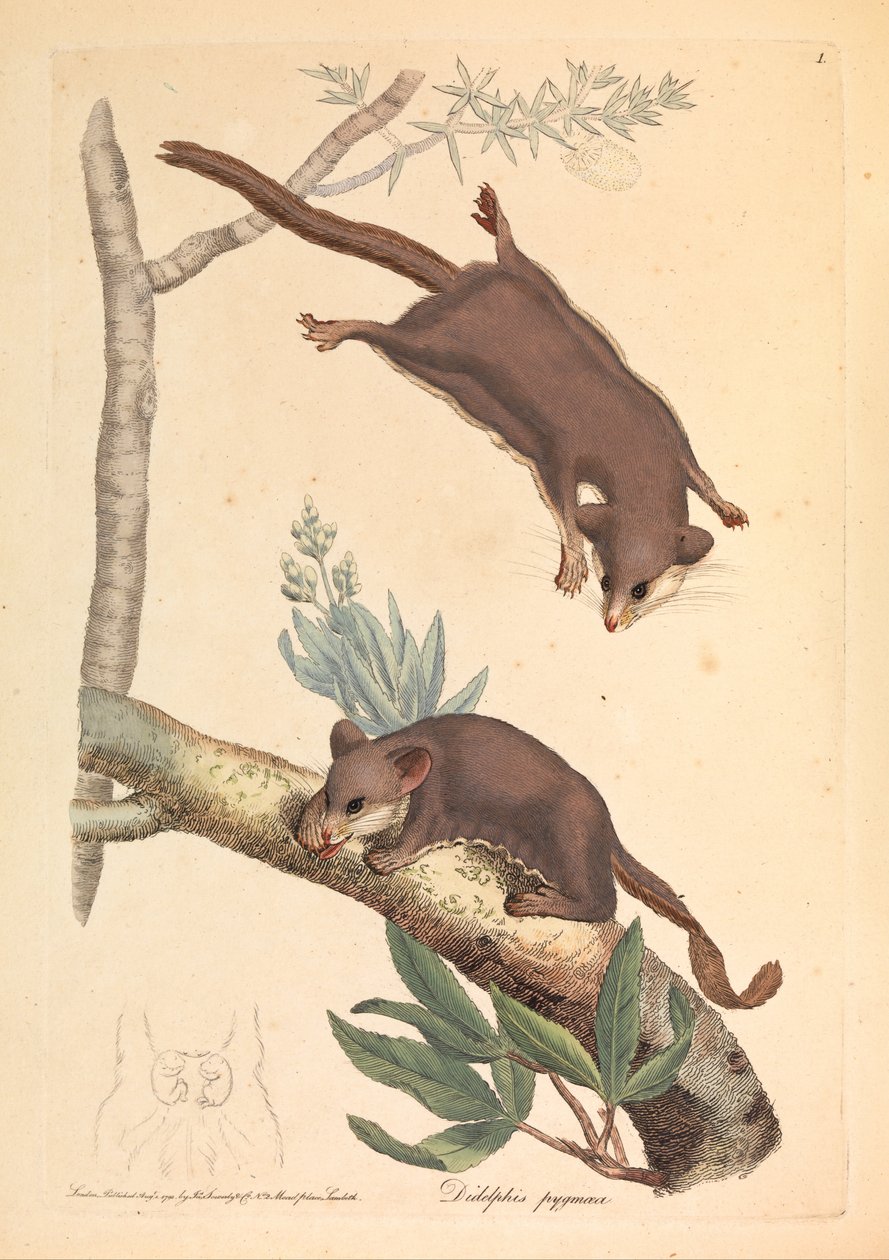 Zwergopossum, Didelphis pygmaeus von James Sowerby