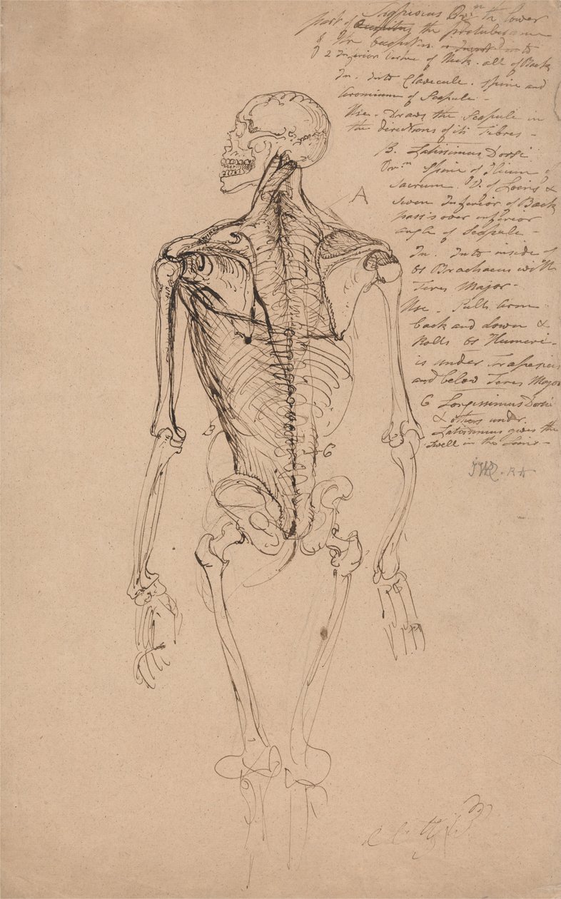 Zeichnung eines menschlichen Skeletts von James Ward