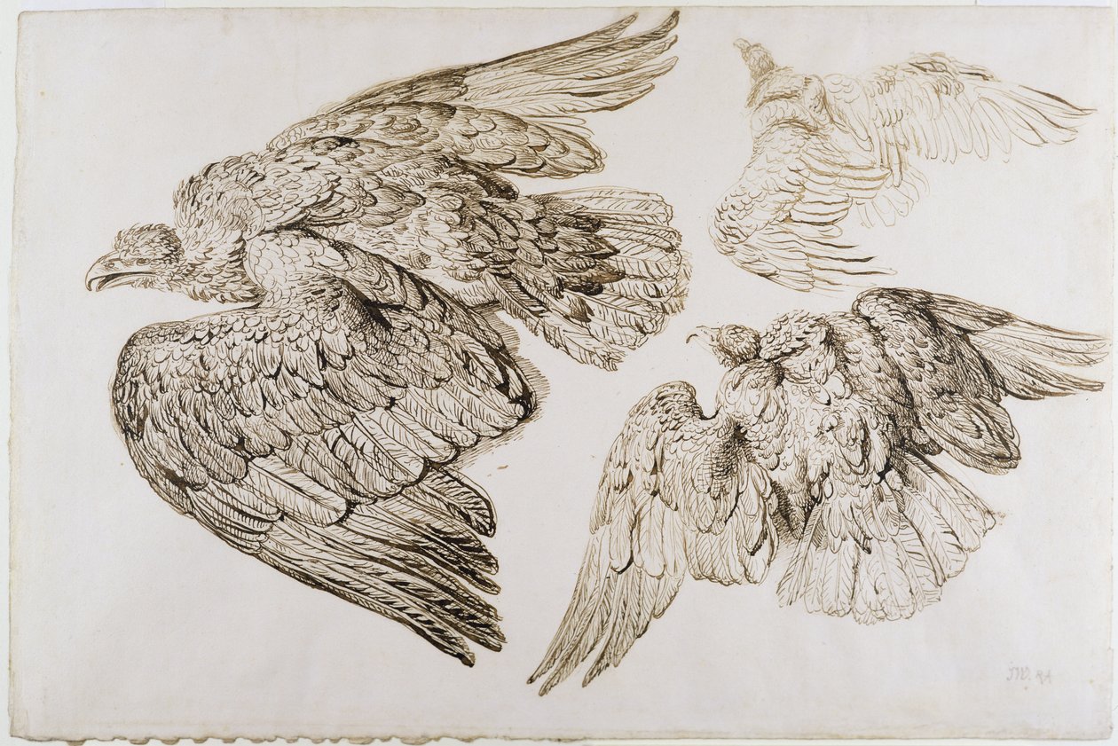 Adler von James Ward