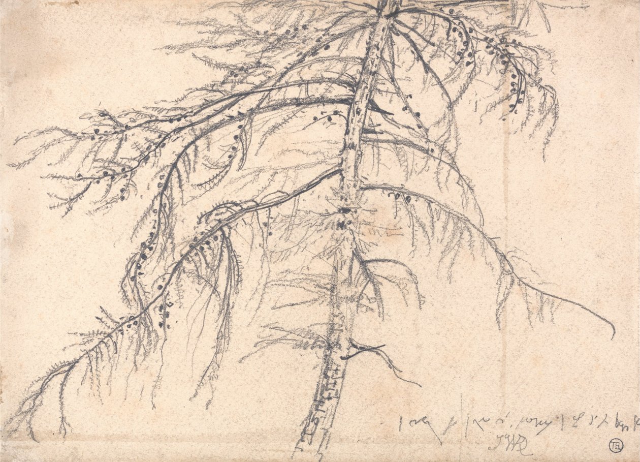Lärchenbaum von James Ward