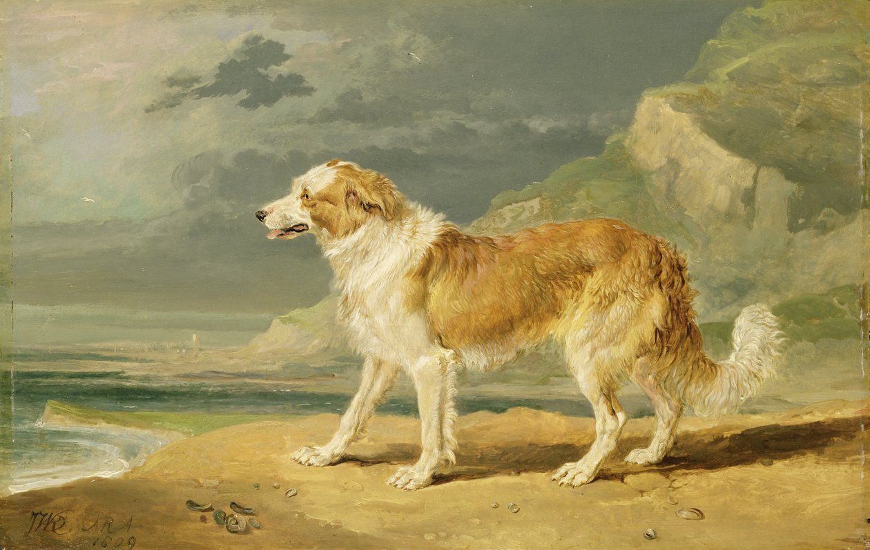 Rauhaariger Collie, 1809 von James Ward