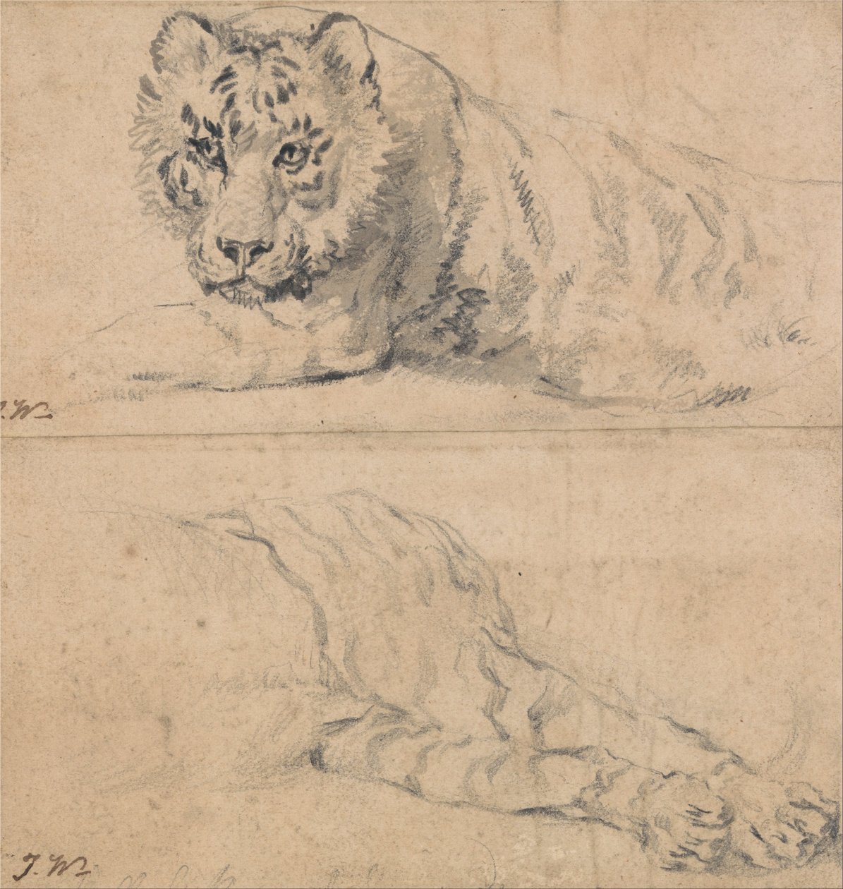 Studien eines Tigers; oben, Kopf und Schultern; unten, Hinterteil von James Ward