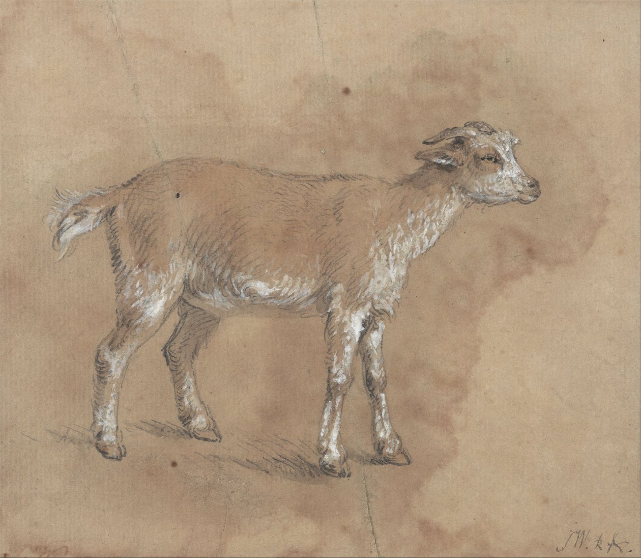 Studie eines Zickleins von James Ward