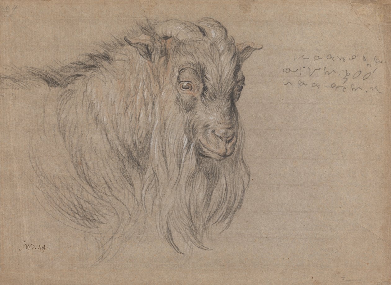 Studie des Kopfes eines Widders von James Ward