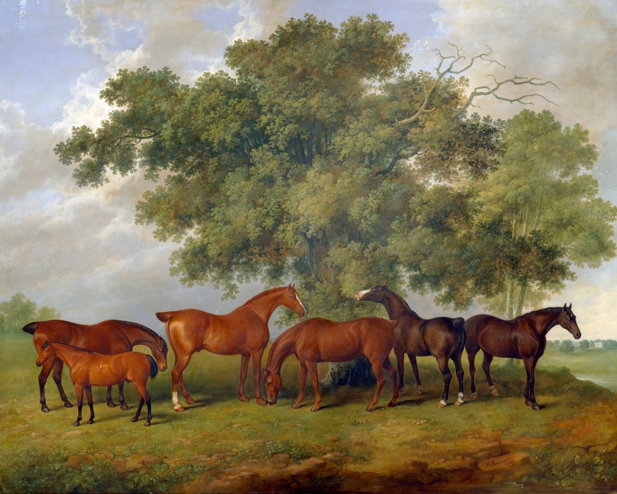 The Theobald Stud von James Barenger