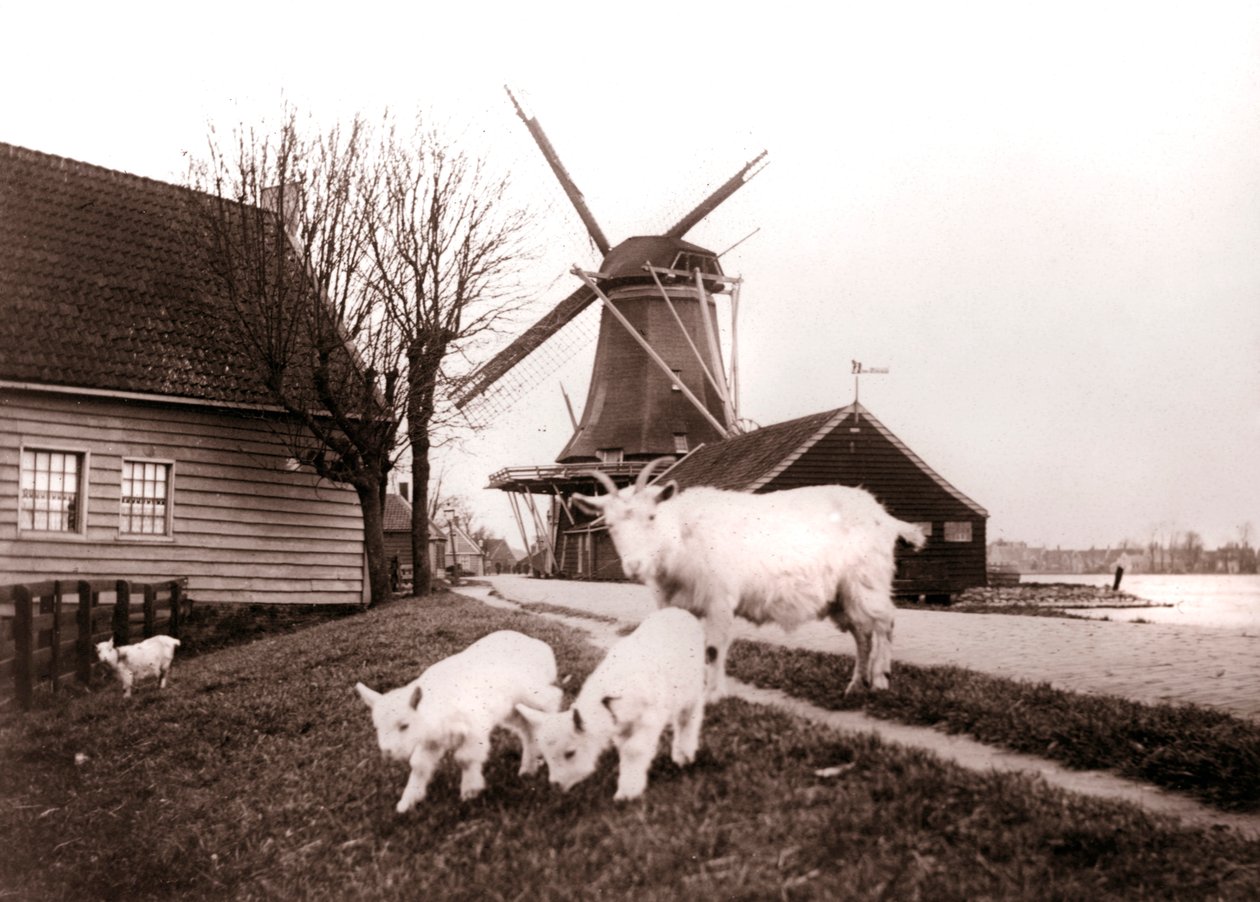 Ziegen, Laandam, Niederlande, 1898 von James Batkin