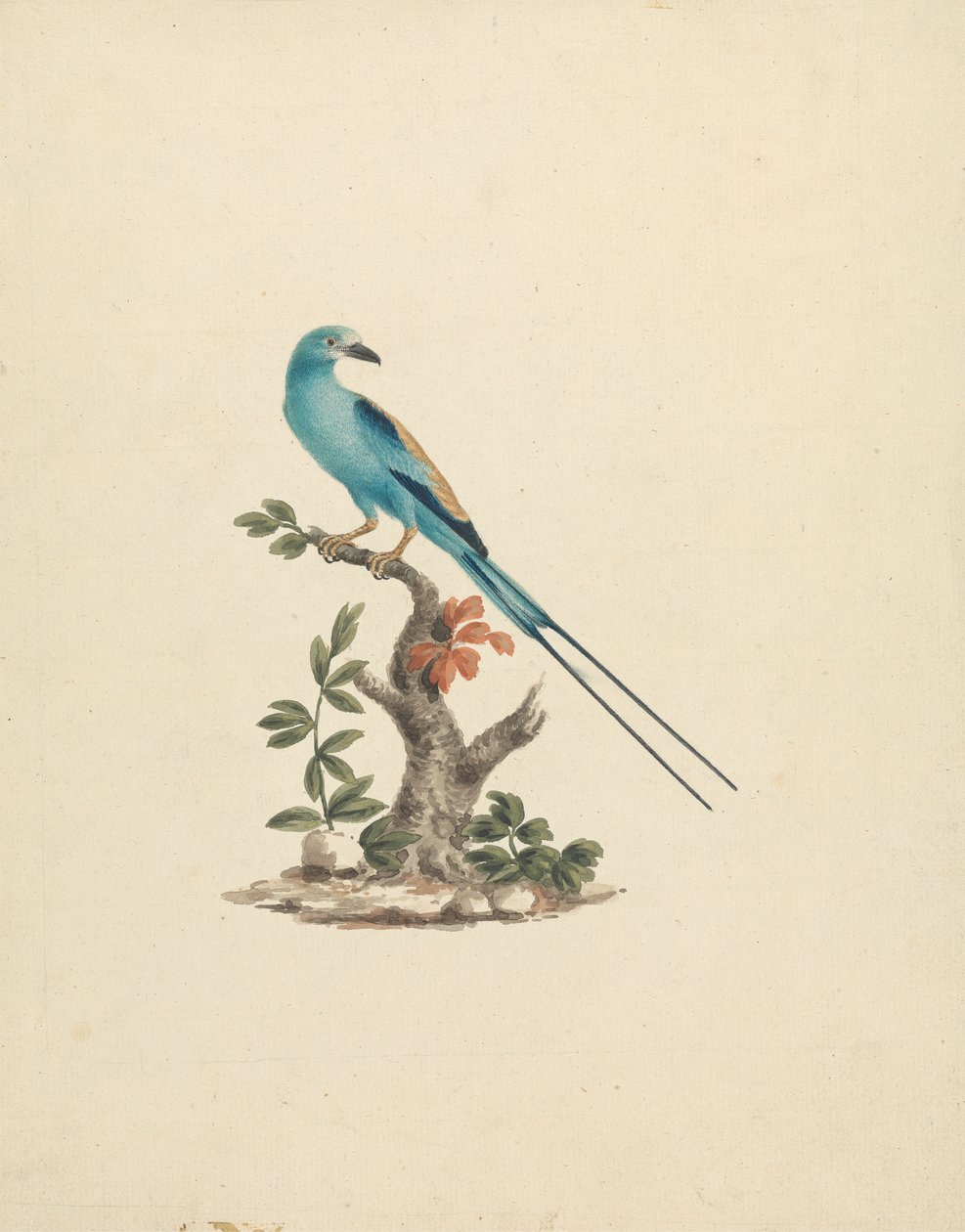 Coracias abyssinicus (Abyssinischer Roller) von James Bruce
