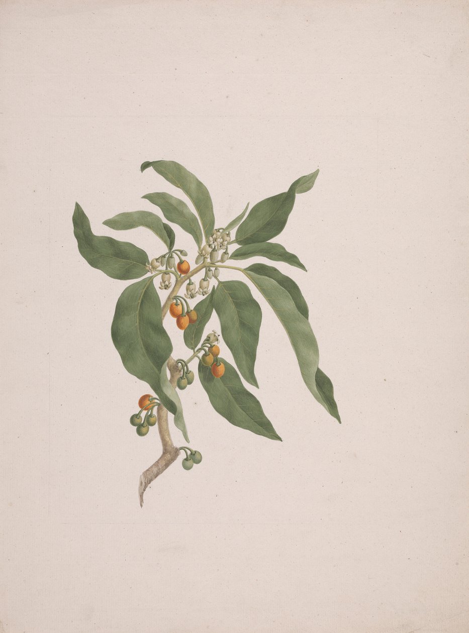 Discopodium penninervium Hochst. von James Bruce
