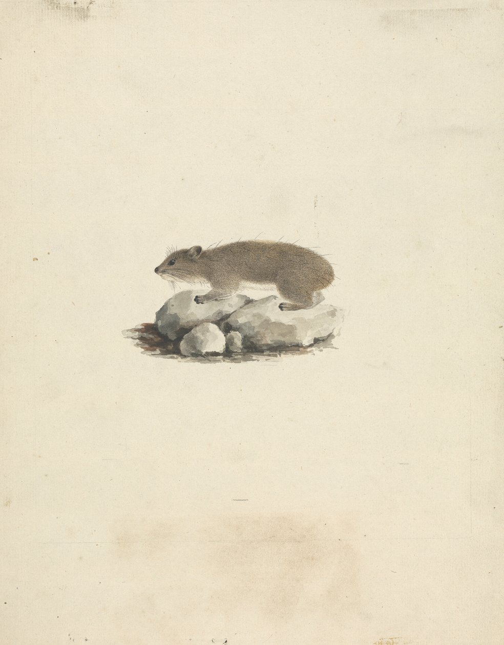 Heterohyrax brucei (Gelbfleck-Klippschliefer) von James Bruce