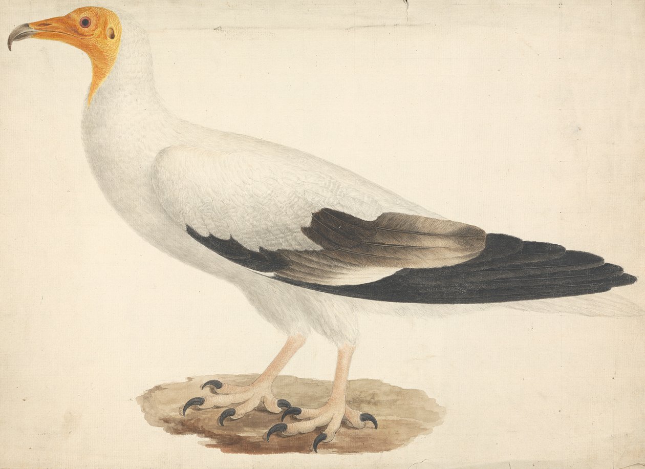 Neophron percnopterus (Schmutzgeier) von James Bruce
