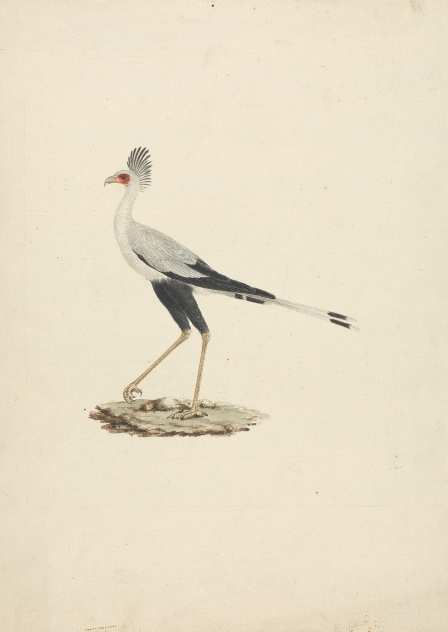 Sagittarius serpentarius (Sekretärvogel) von James Bruce