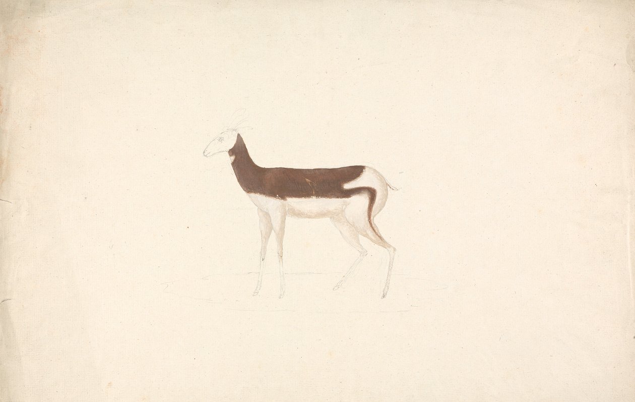 Unidentifiziertes Huftier von James Bruce