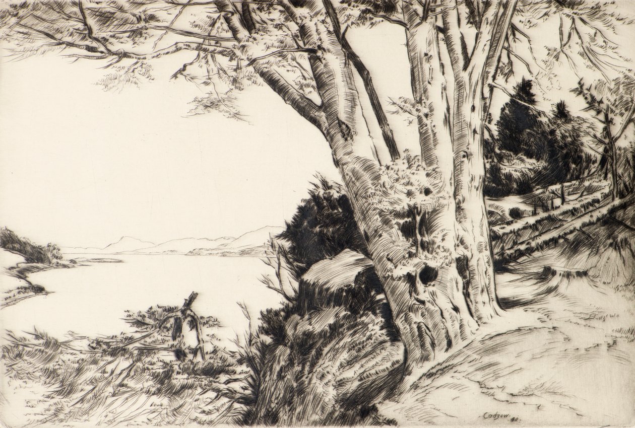 Der Buchenbaum von James Cadzow