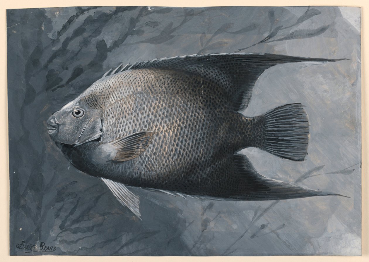 Engelfisch von James Carter Beard