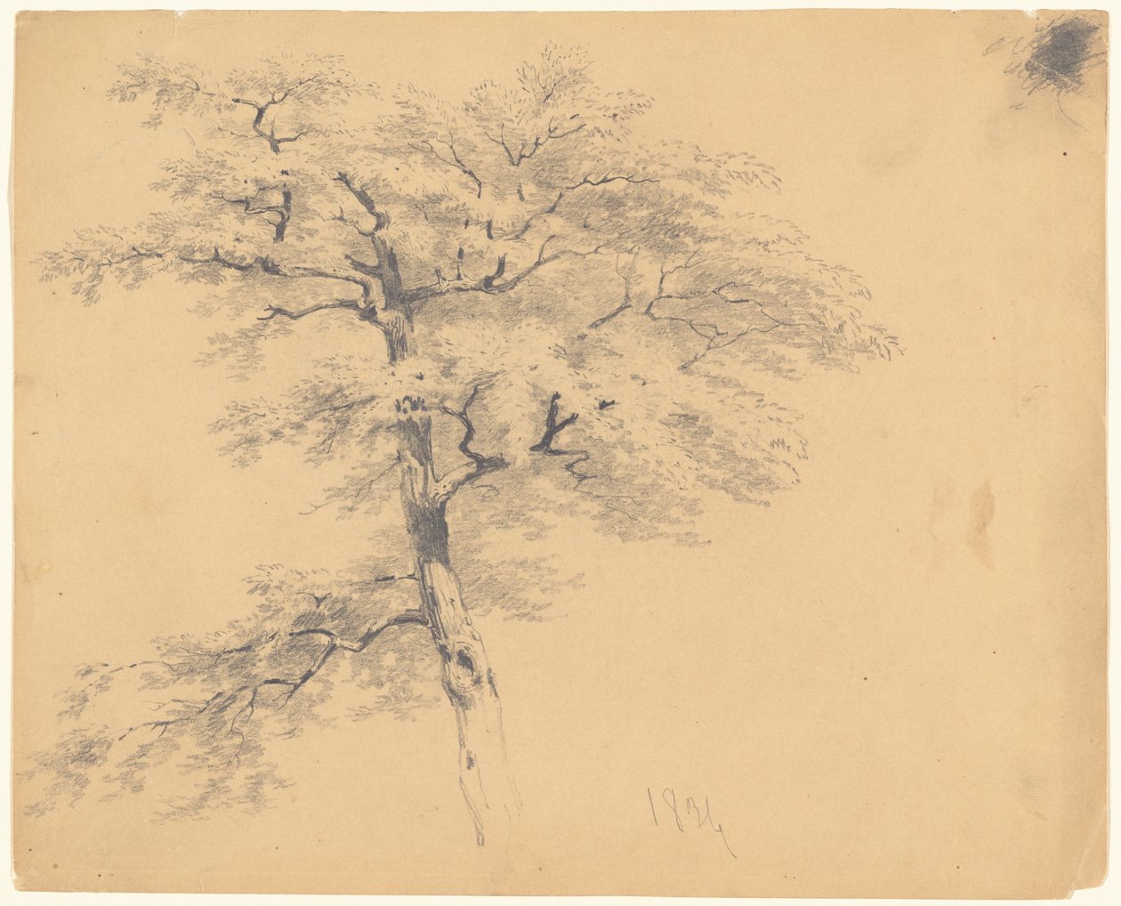 Baum von James Goodwyn Clonney