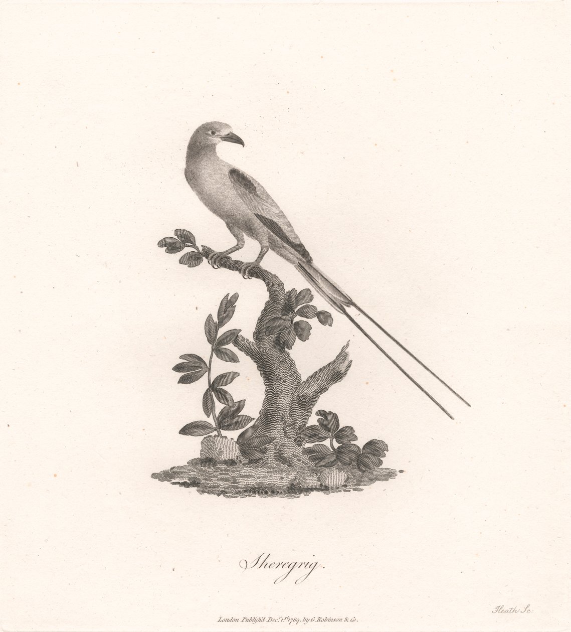 Sheregrig von James Heath