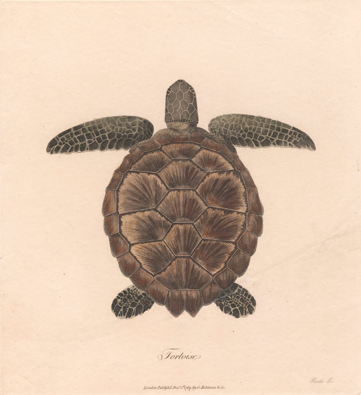 Schildkröte von James Heath