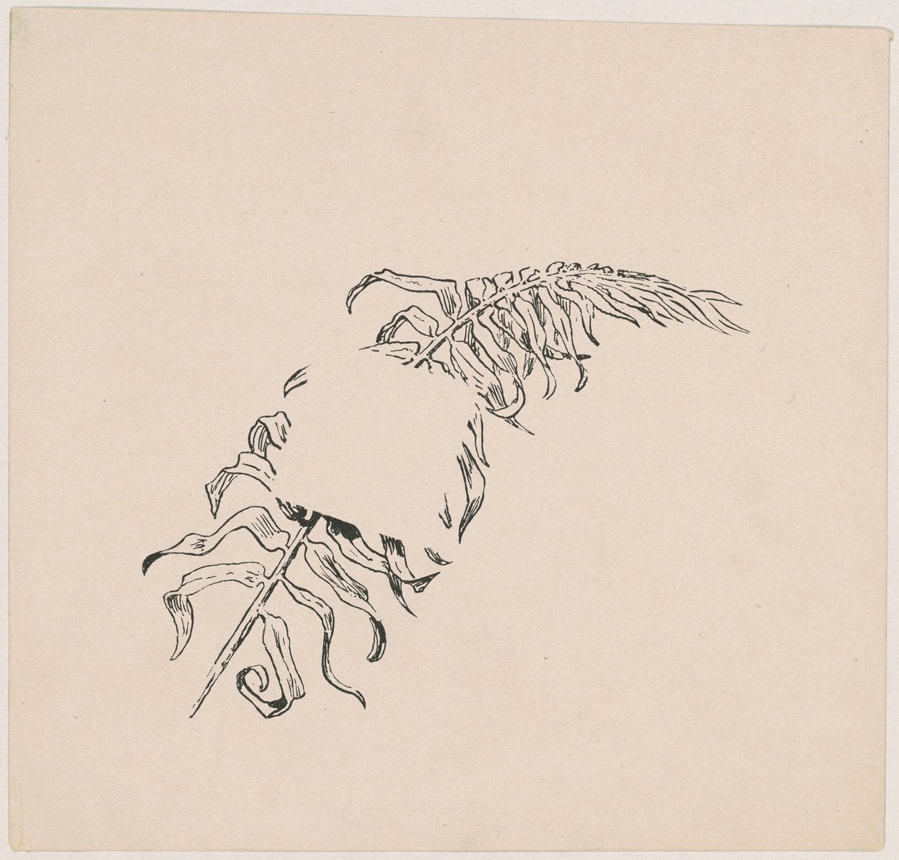 Zweig von James Henry Moser