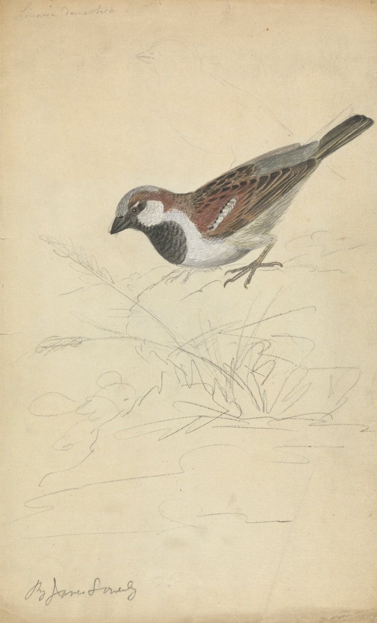 Ein Haussperling von James Sowerby