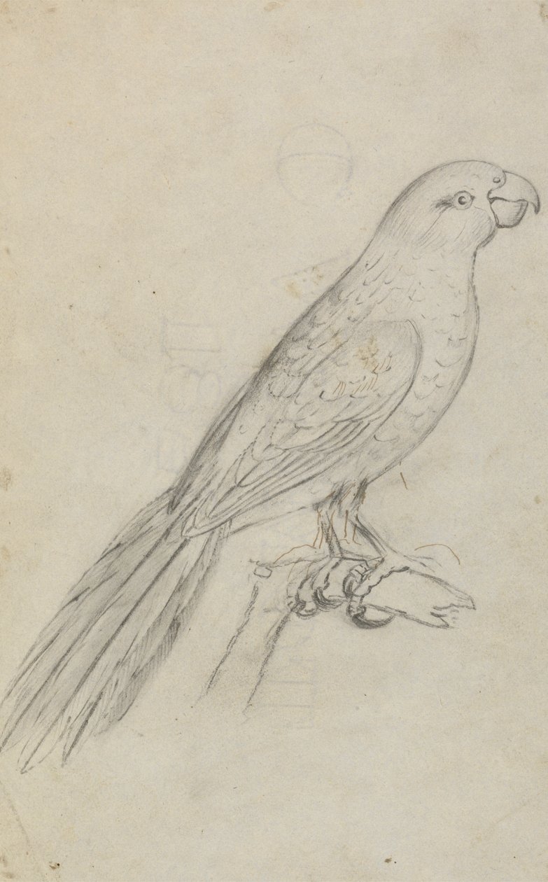 Ein Papagei von James Sowerby