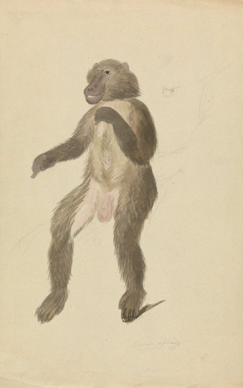 Ein Mandrill von James Sowerby