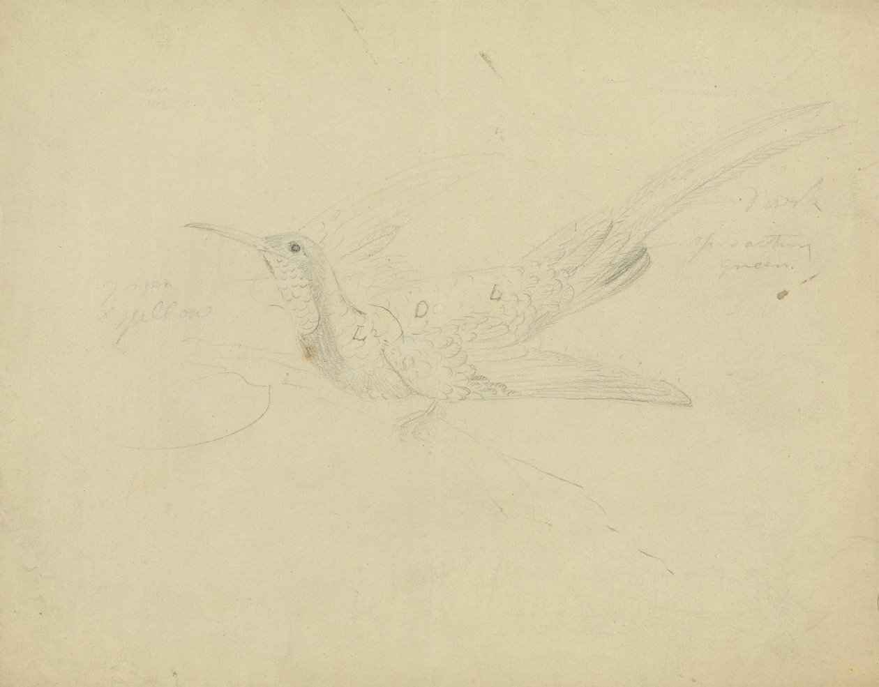 Paradiesvogel von James Sowerby