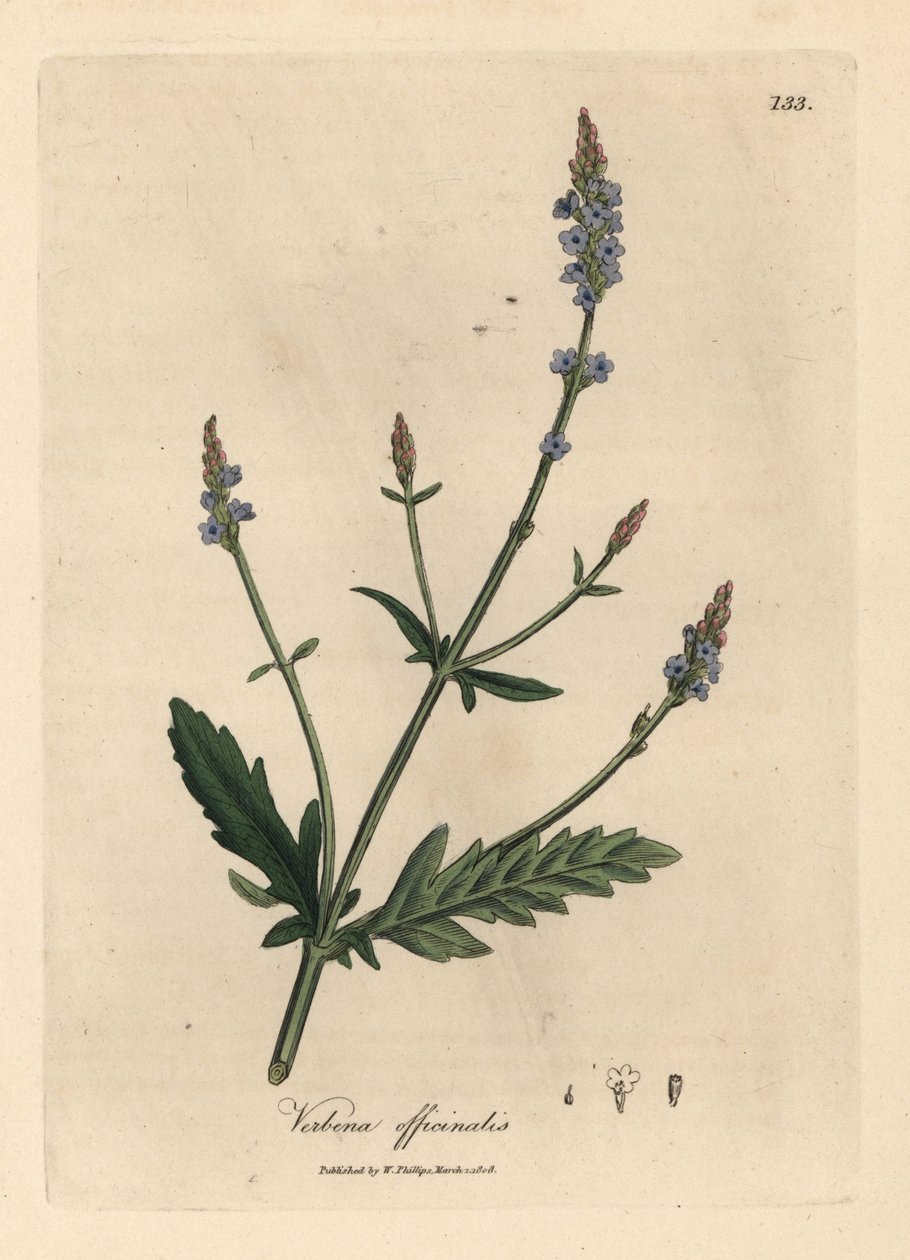 Blau blühender Eisenkraut, Verbena officinalis von James Sowerby