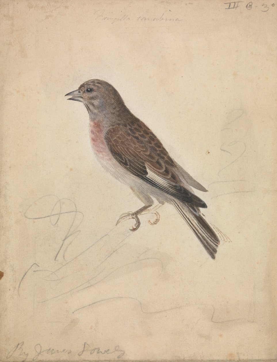 Hänfling von James Sowerby