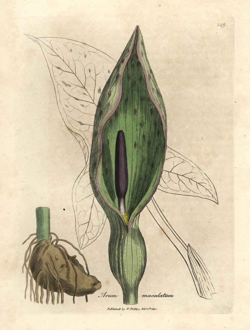 Gefleckter Aronstab, Arum maculatum von James Sowerby