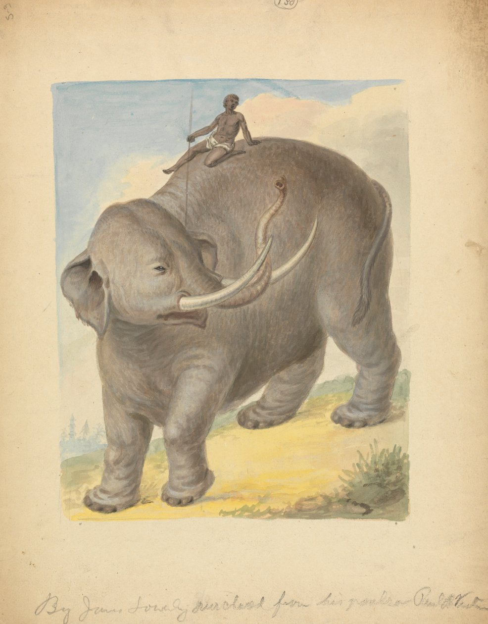 Elefant mit Reiter von James Sowerby