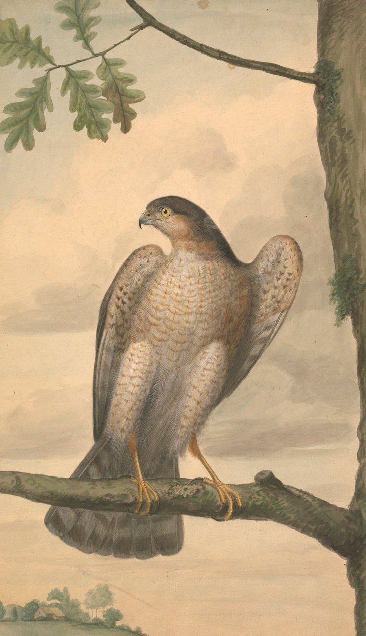Eurasischer Sperber von James Sowerby