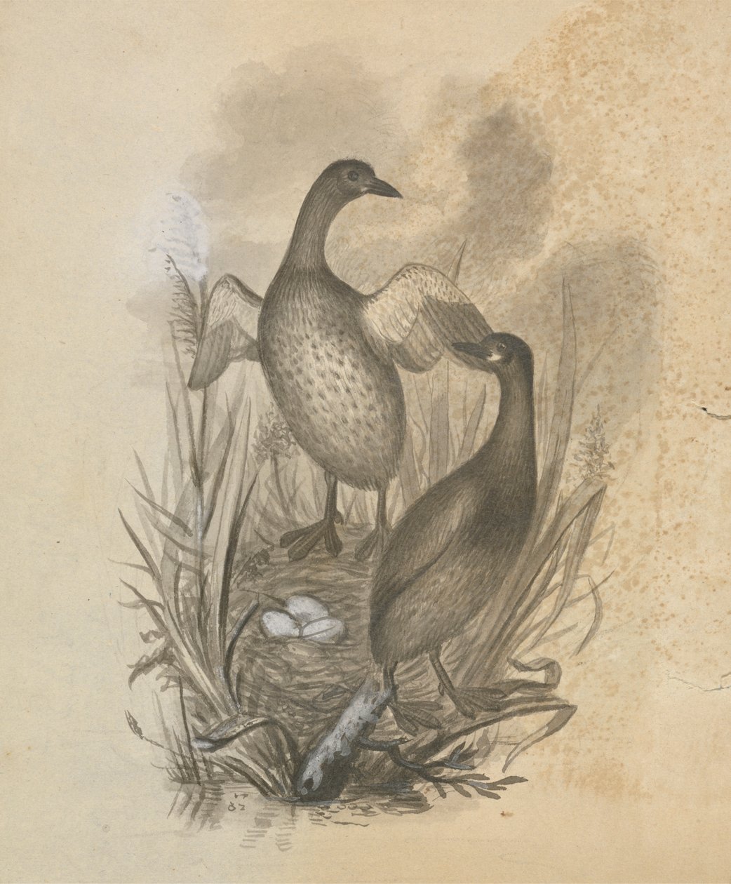 Lappentaucher von James Sowerby