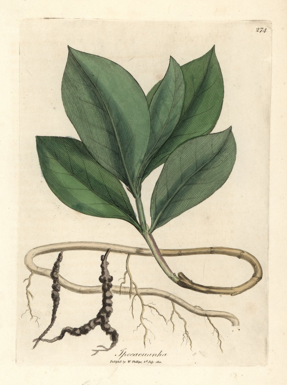 Ipecacuanha von James Sowerby