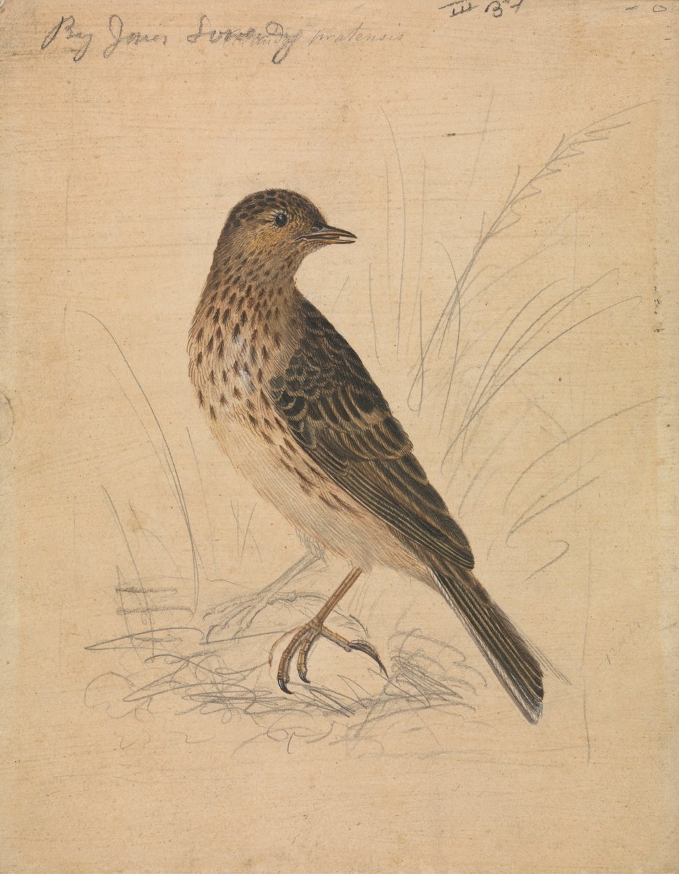 Wiesenpieper von James Sowerby