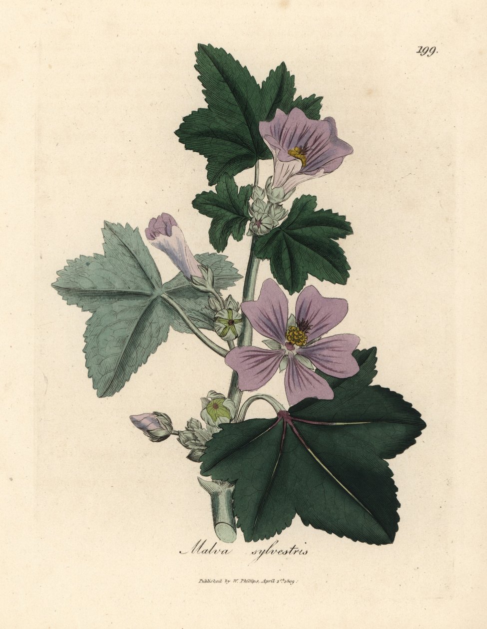 Purpurblühende Malve, Malva sylvestris von James Sowerby