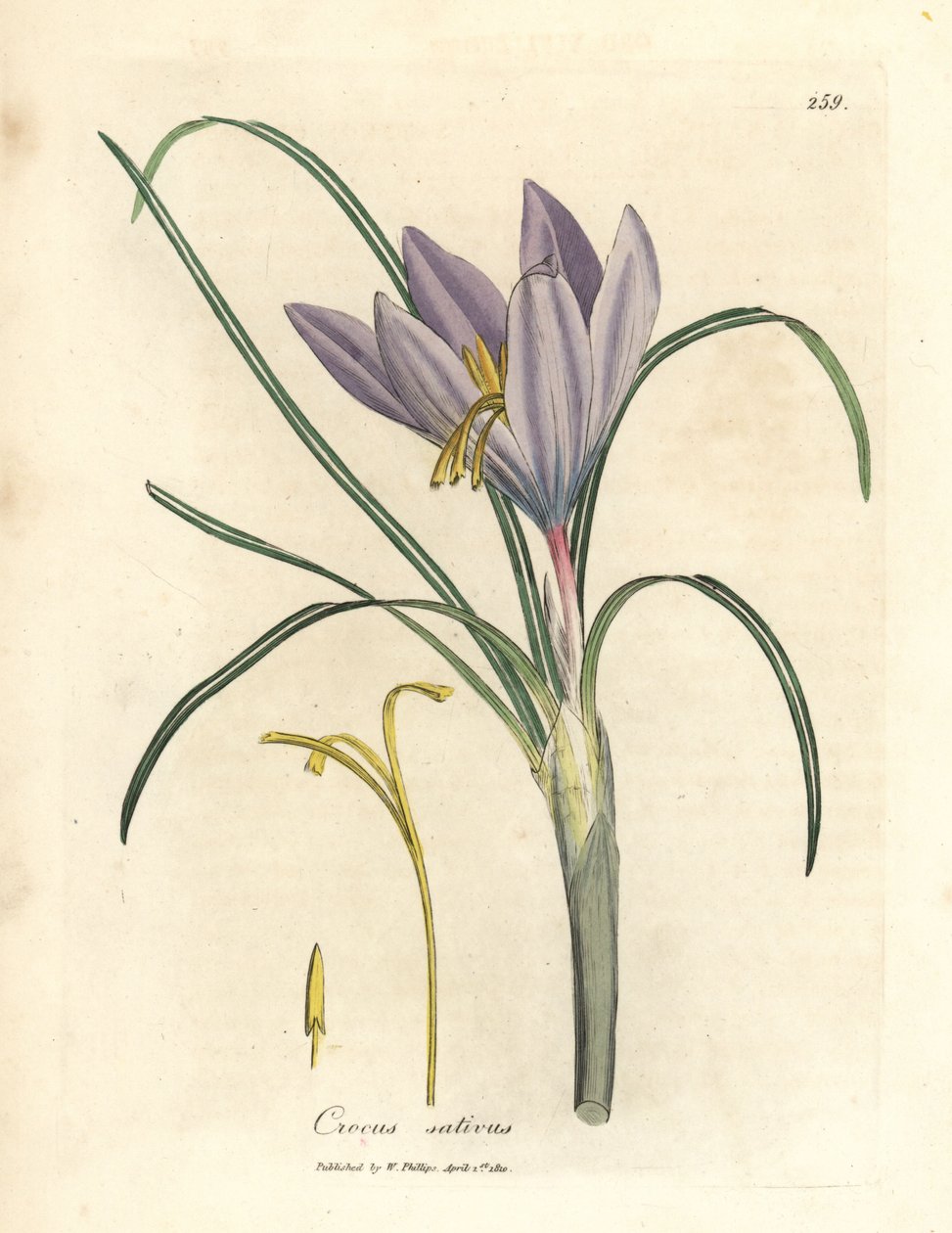 Safrankrokus, Crocus sativus von James Sowerby