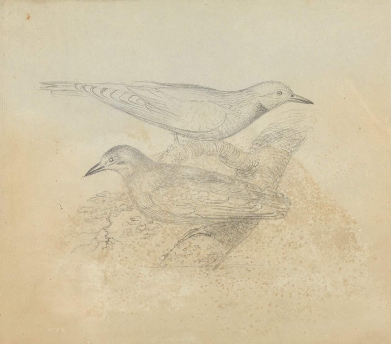 Zwei Vögel auf einem Ast von James Sowerby