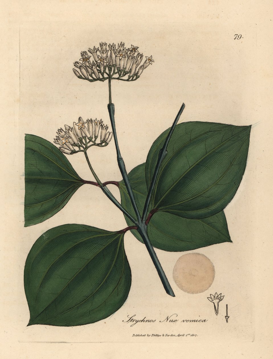 Weiße Blüten der Brechnuss, Strychnos nux vomica von James Sowerby