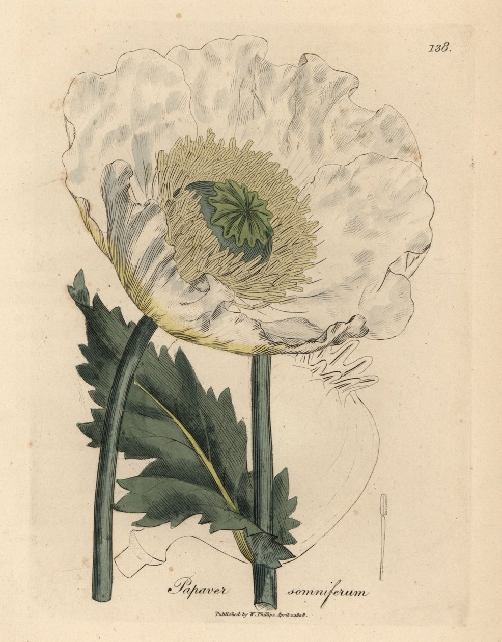 Weißer Mohn, Papaver somniferum von James Sowerby