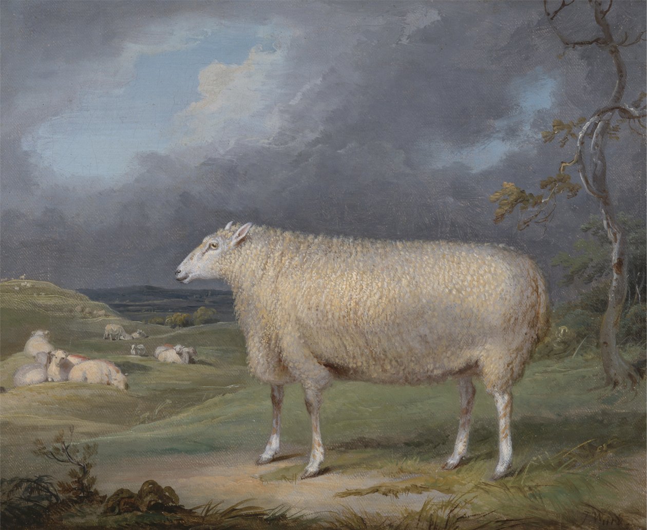 Eine Border-Leicester-Mutter von James Ward