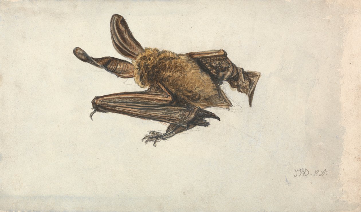 Eine Braune Langohrfledermaus (Plecotus auritus) von James Ward