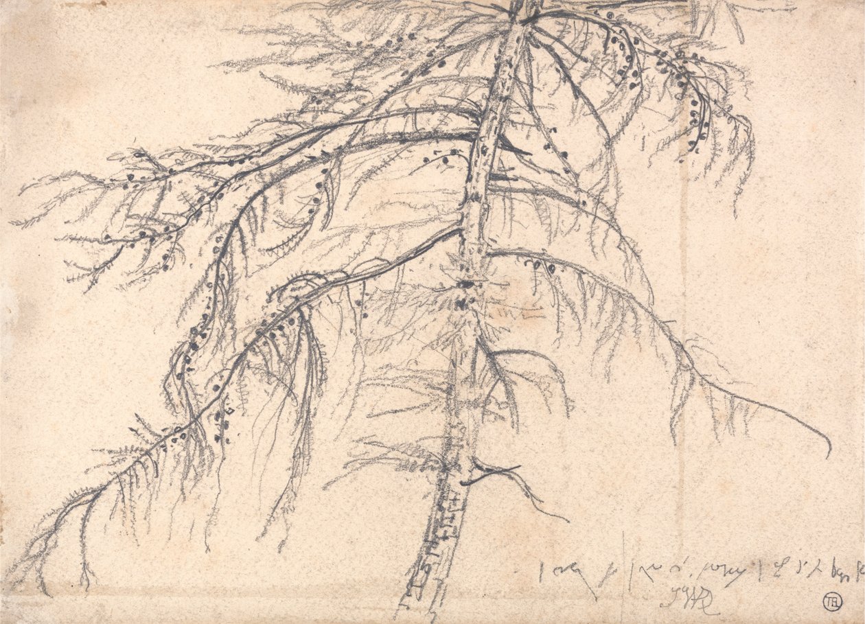 Lärchenbaum von James Ward