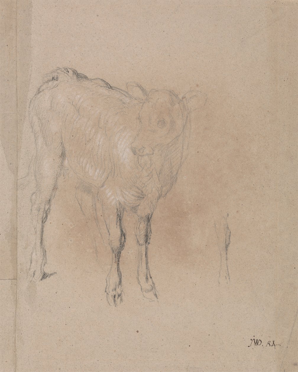 Studie eines Kalbs von James Ward