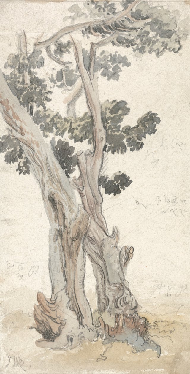 Studie eines Baums von James Ward