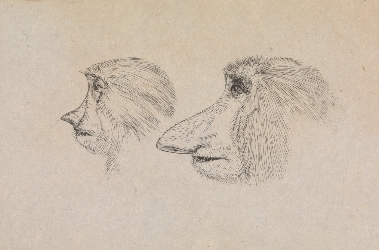 Köpfe von zwei Nasenaffen von James de Carle Sowerby