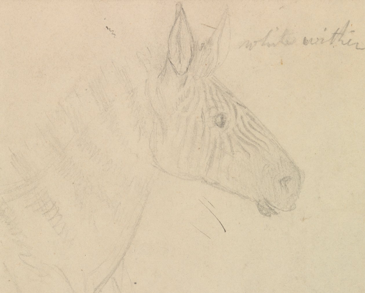 Zebra von James de Carle Sowerby