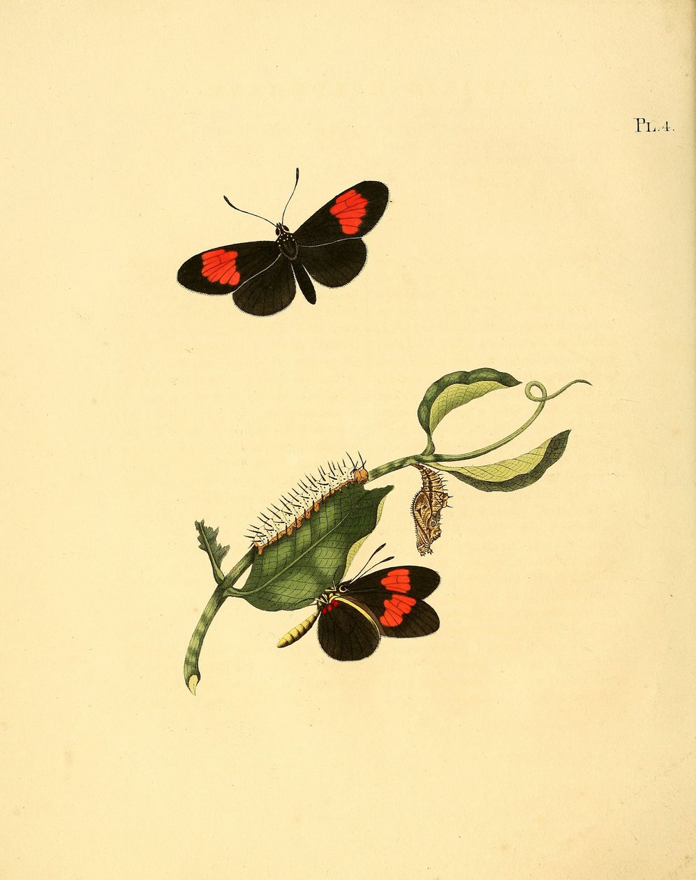 Heliconius melpomene von Jan Christiaen Sepp