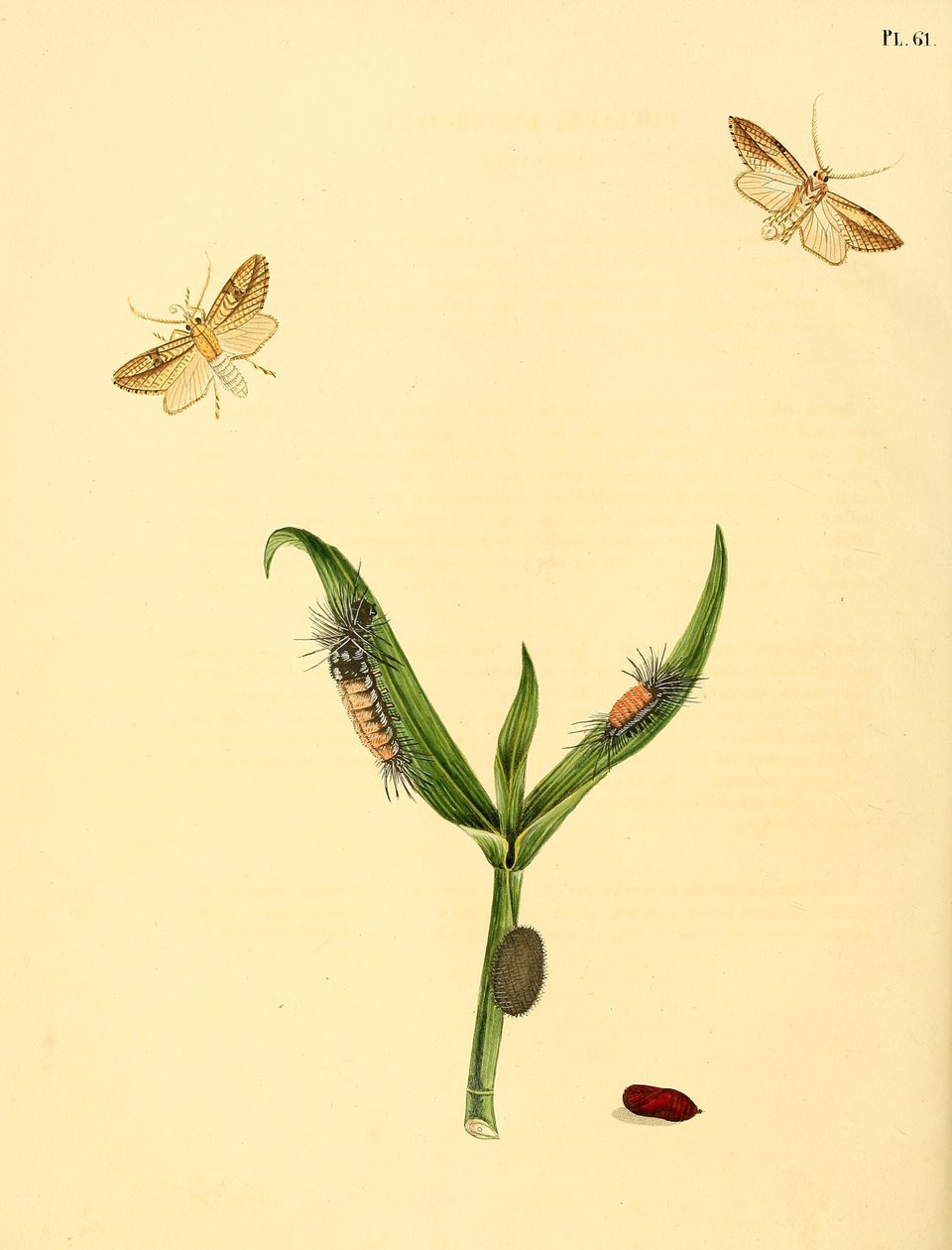 Unidentifizierter Schmetterling, beschrieben als Phalaena rhomboidea von Jan Christiaen Sepp