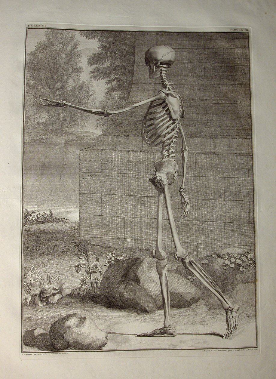 Albinus I, Pl. III: Skelett, Illustration aus 