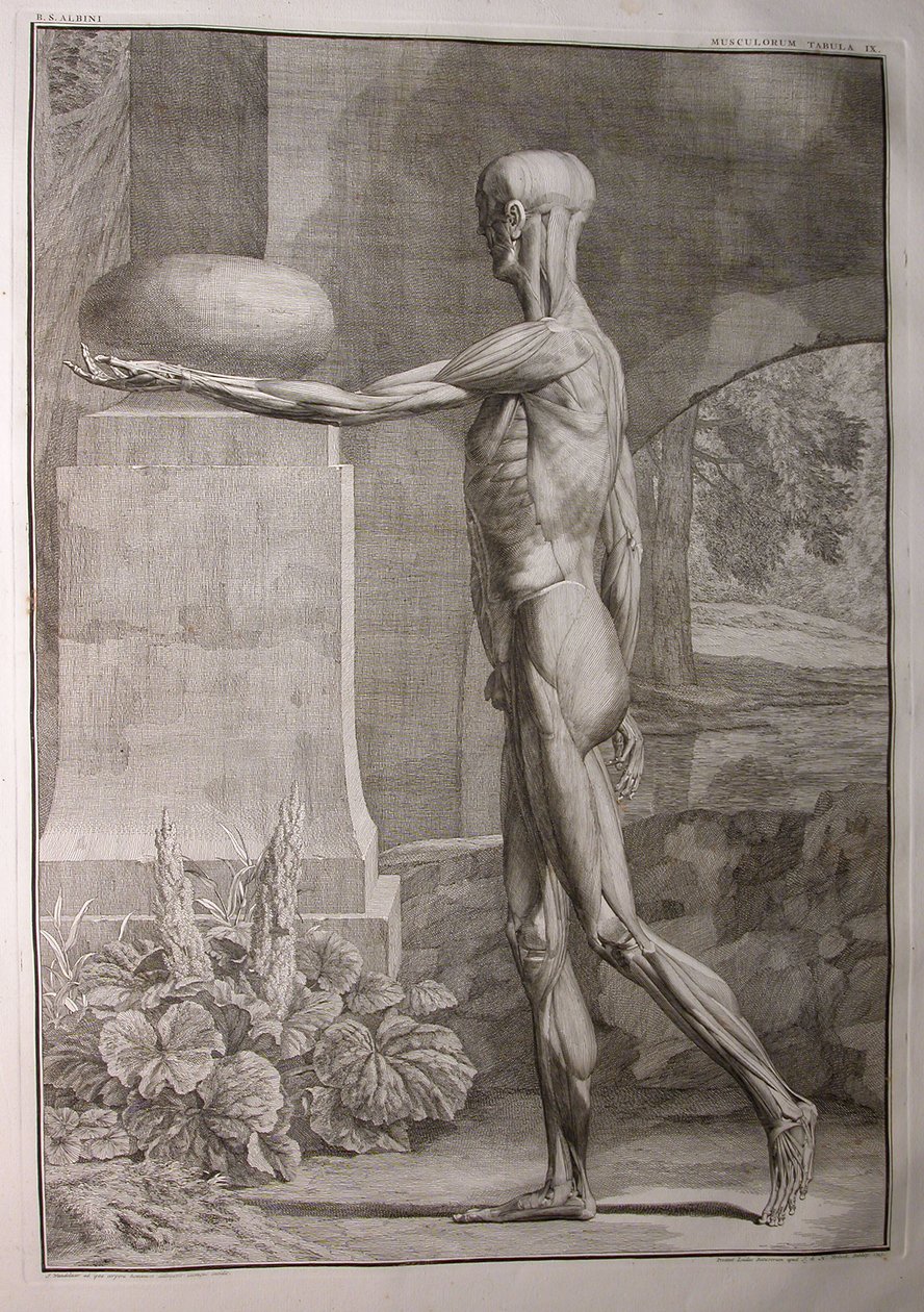 Albinus I, Pl. IX: Muskulatur, Illustration aus 